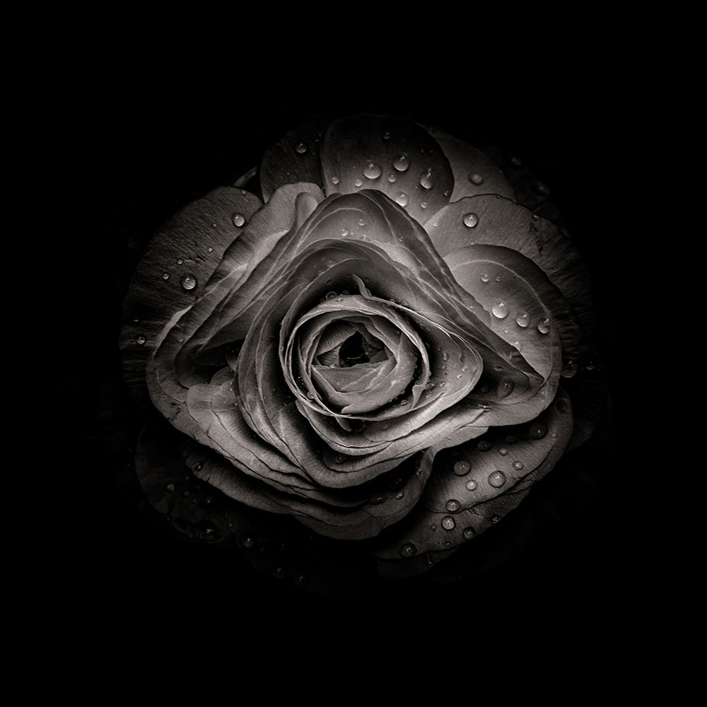 Black And White Begonia V art print by Brian Carson for $57.95 CAD