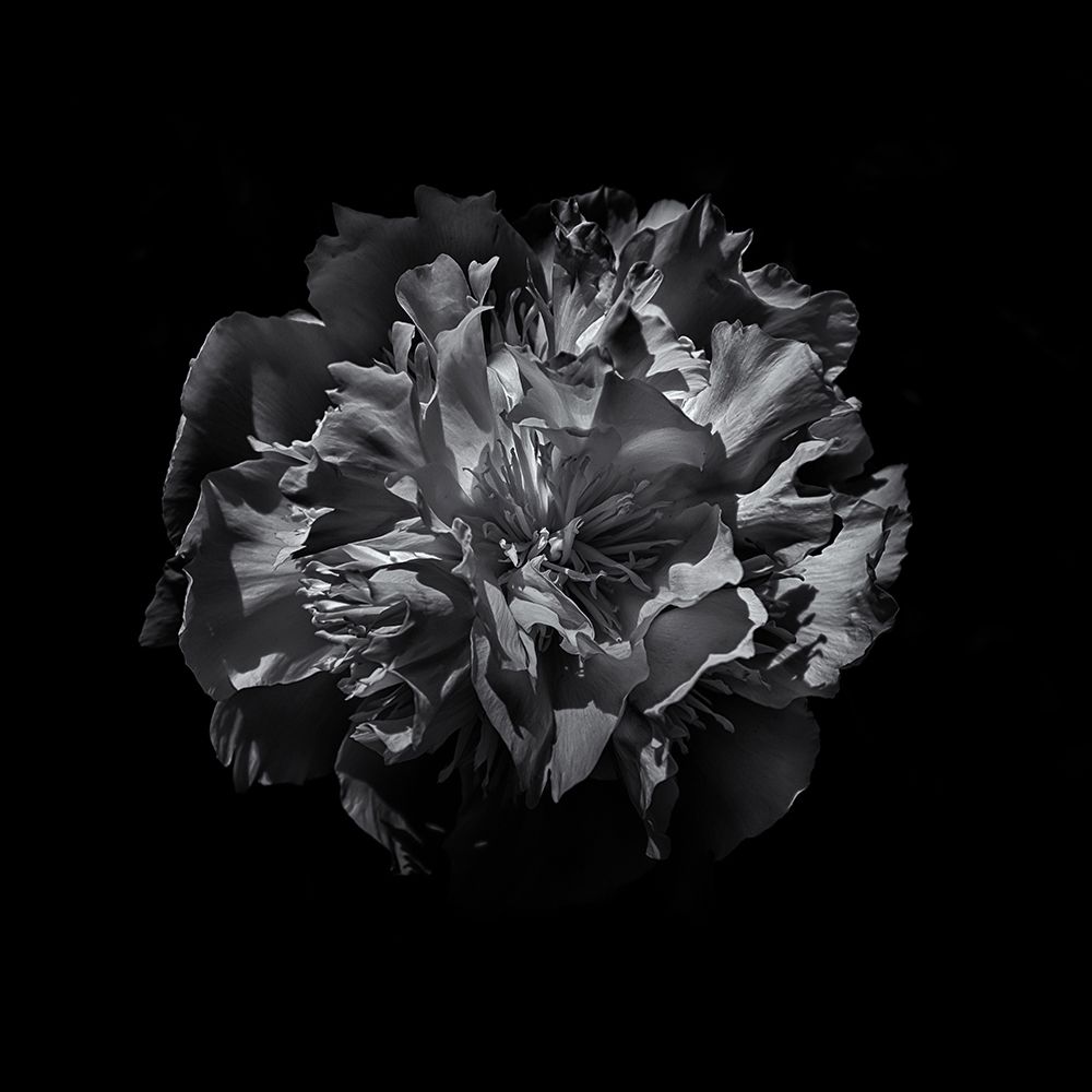 Black And White Camelia art print by Brian Carson for $57.95 CAD