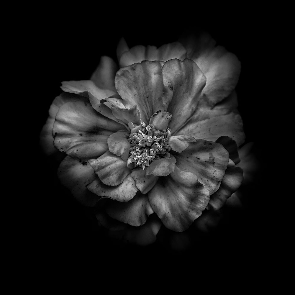 Black And White Camelia I art print by Brian Carson for $57.95 CAD