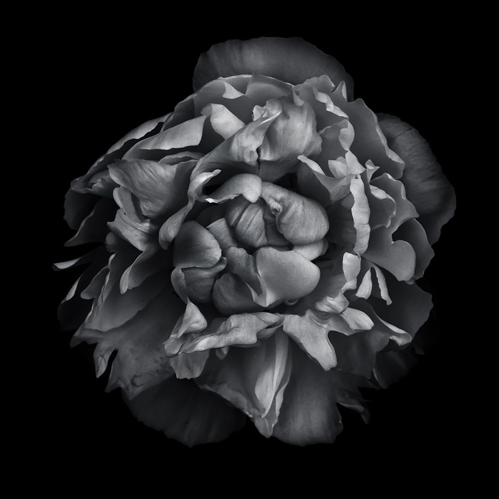 Black And White Camelia II art print by Brian Carson for $57.95 CAD
