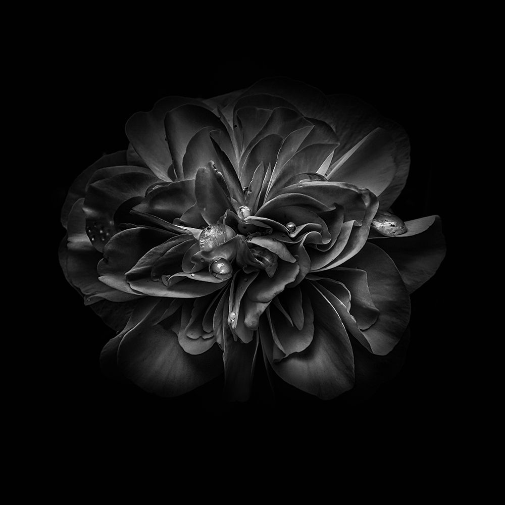 Black And White Camelia V art print by Brian Carson for $57.95 CAD