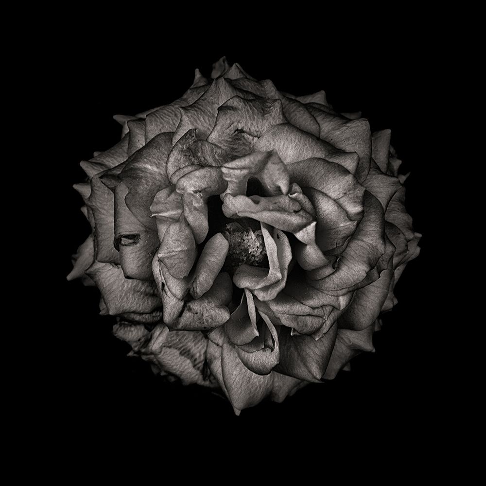 Black and White Camelia VI art print by Brian Carson for $57.95 CAD