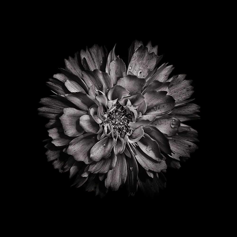 Black And White Dahlia II art print by Brian Carson for $57.95 CAD