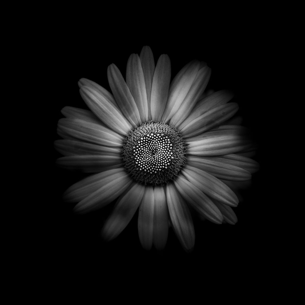 Black And White Daisy 1 art print by Brian Carson for $57.95 CAD