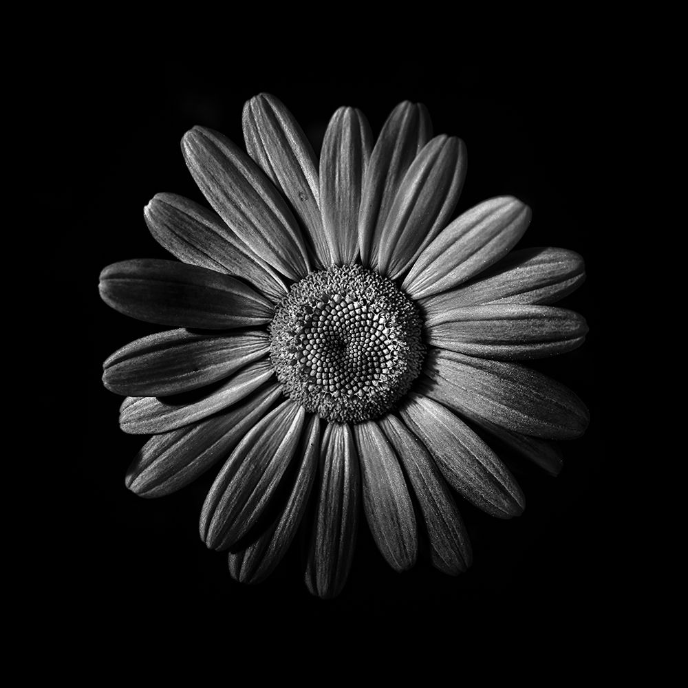 Black And White Daisy II art print by Brian Carson for $57.95 CAD
