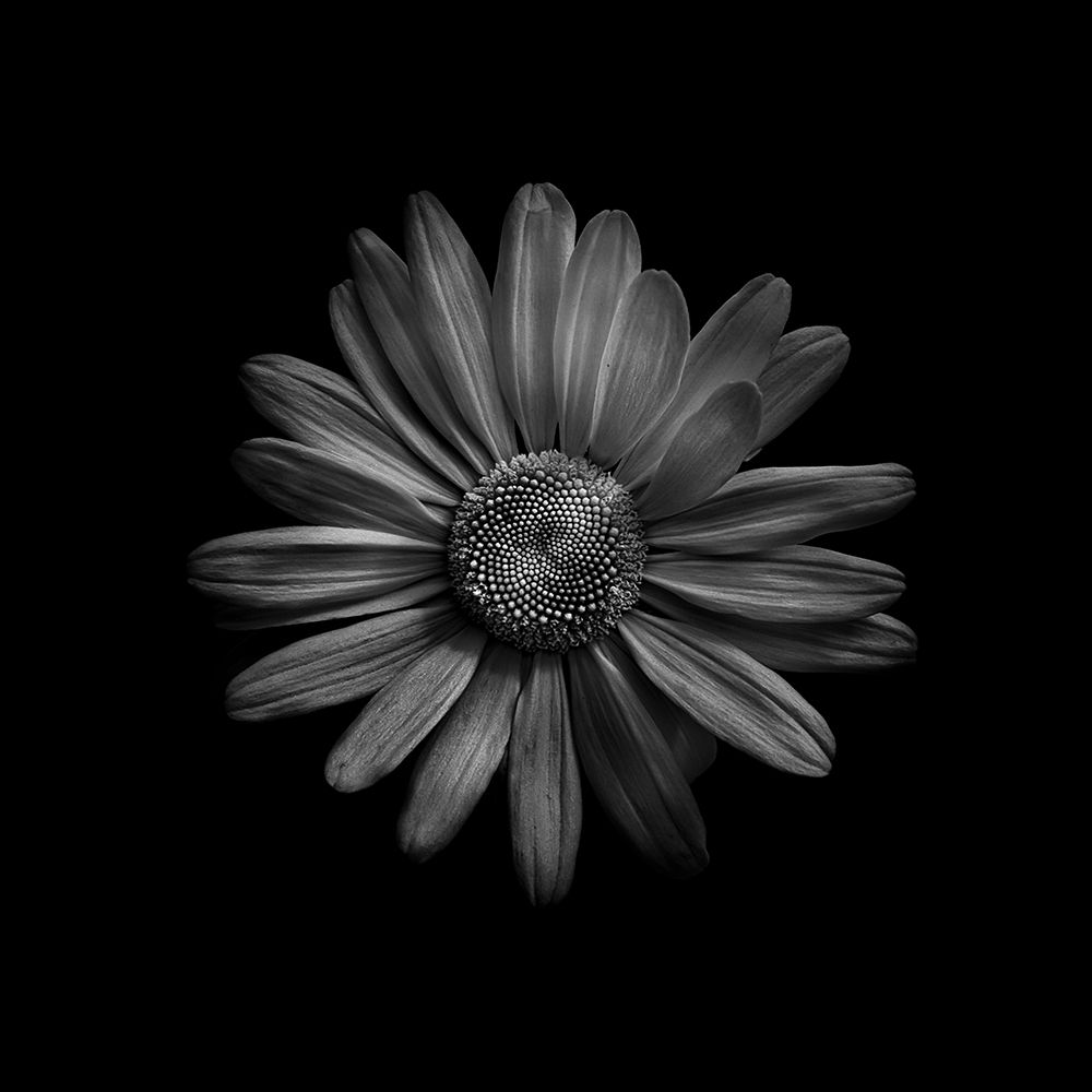 Black And White Daisy III art print by Brian Carson for $57.95 CAD