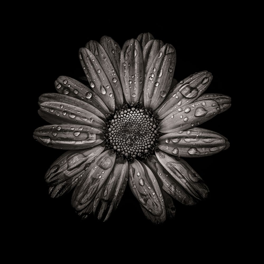 Black And White Daisy IV art print by Brian Carson for $57.95 CAD