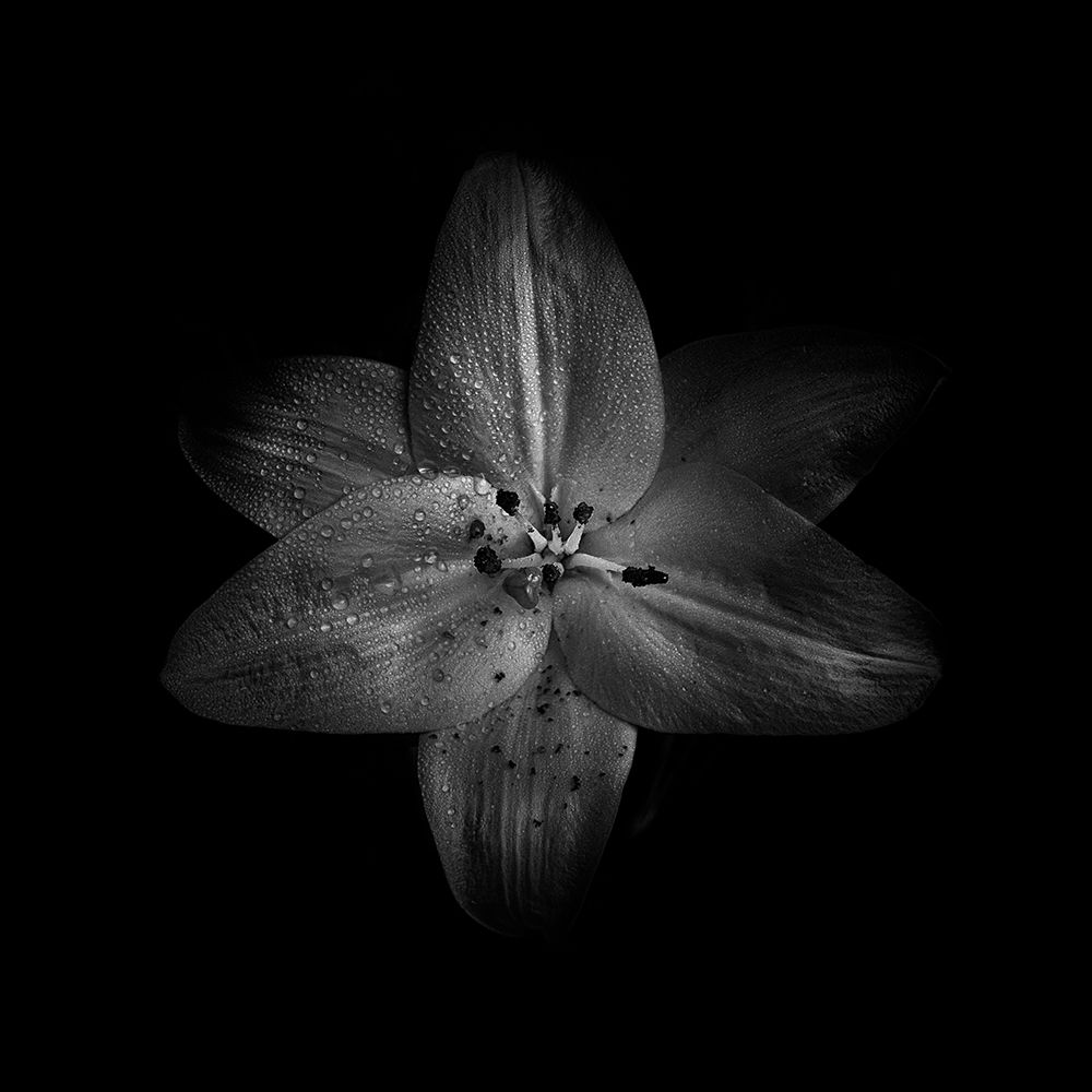 Black And White Lily art print by Brian Carson for $57.95 CAD