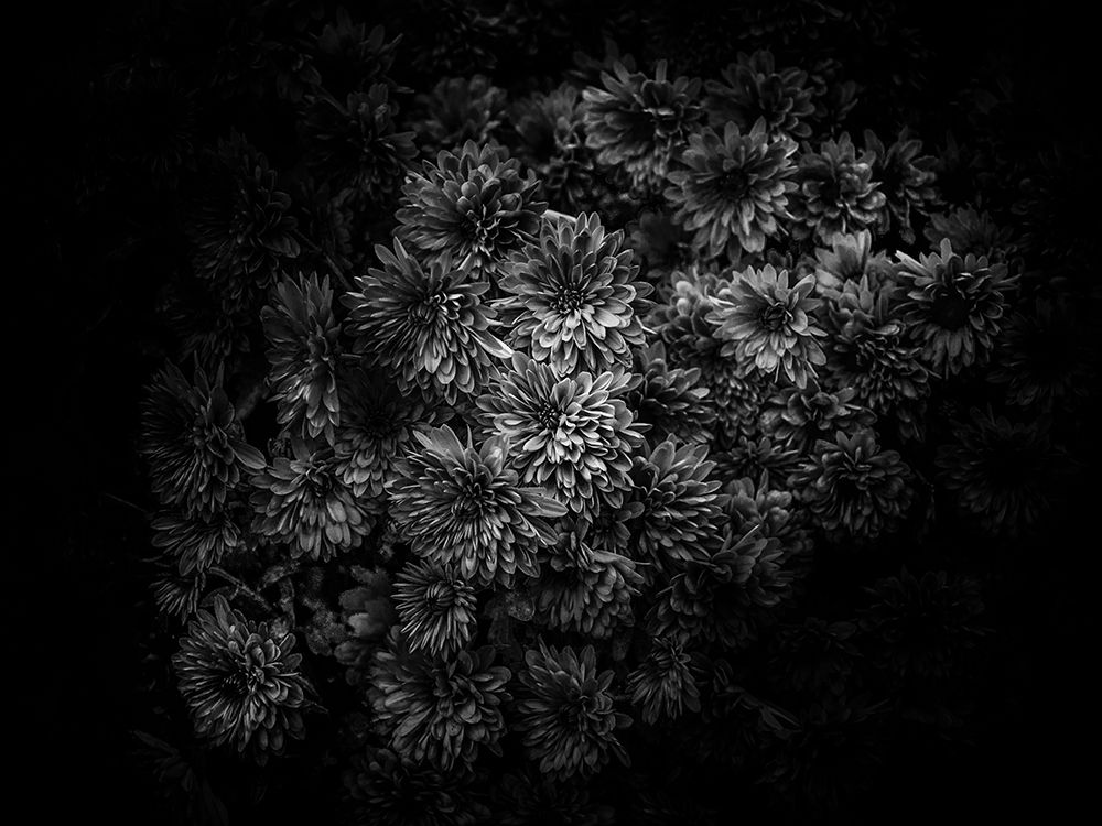 Black And White Mum Bouquet art print by Brian Carson for $57.95 CAD