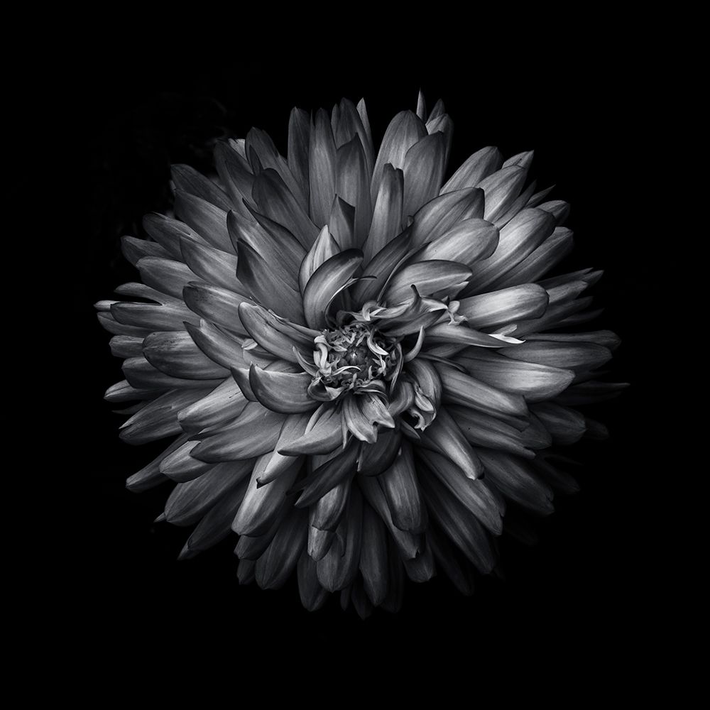 Black And White Mum I art print by Brian Carson for $57.95 CAD