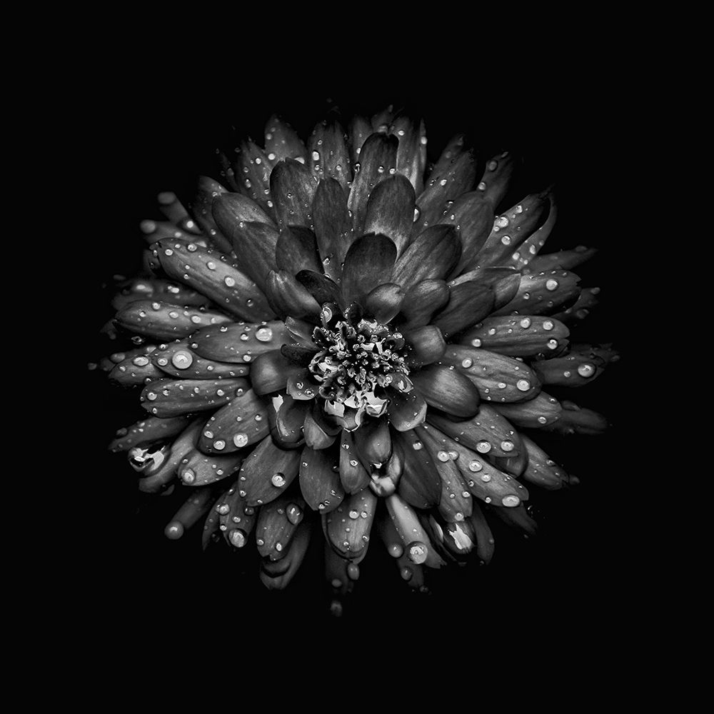 Black And White Mum II art print by Brian Carson for $57.95 CAD