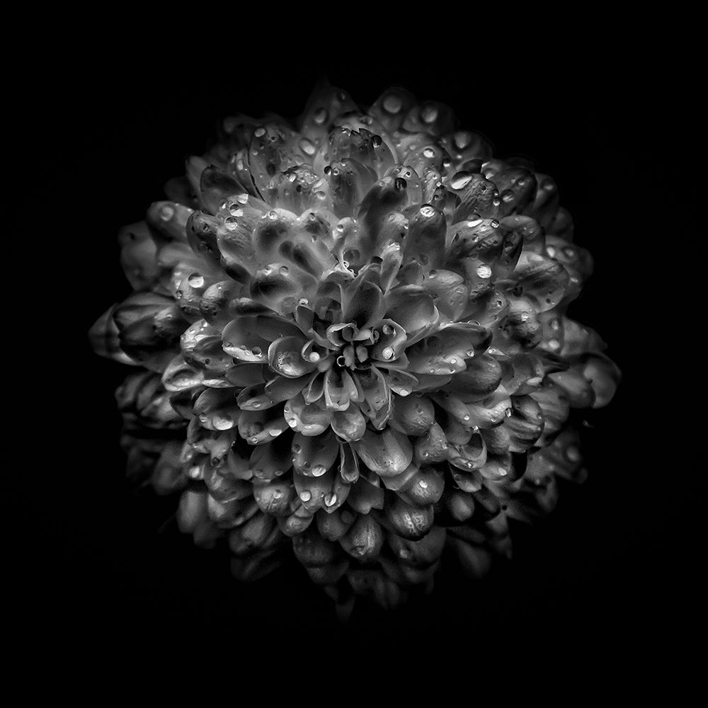 Black And White Mum III art print by Brian Carson for $57.95 CAD