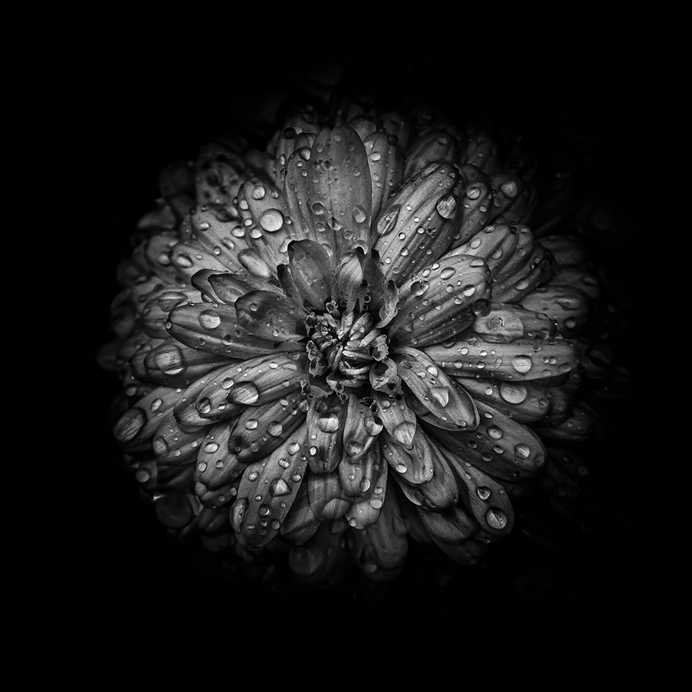 Black And White Mum IV art print by Brian Carson for $57.95 CAD