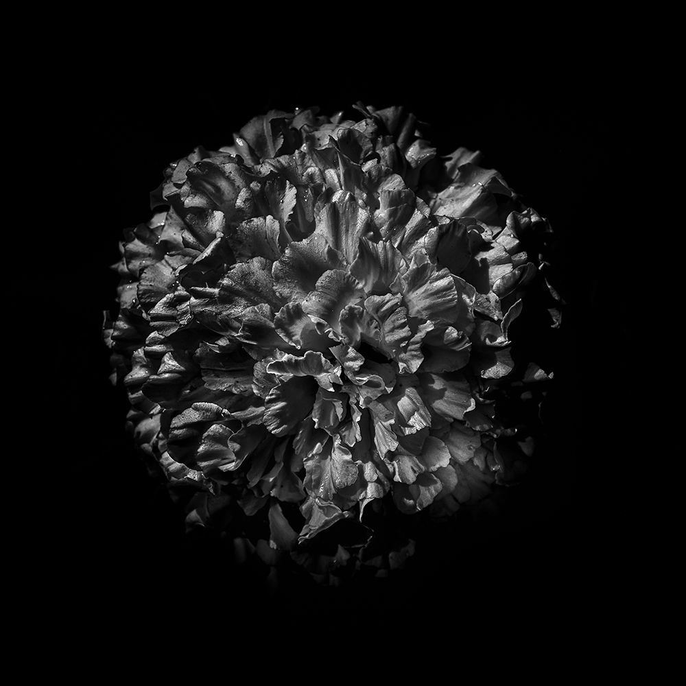 Black And White Mum V art print by Brian Carson for $57.95 CAD