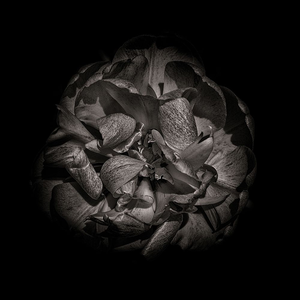 Black And White Peony I art print by Brian Carson for $57.95 CAD