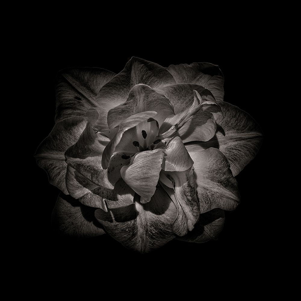 Black And White Peony II art print by Brian Carson for $57.95 CAD