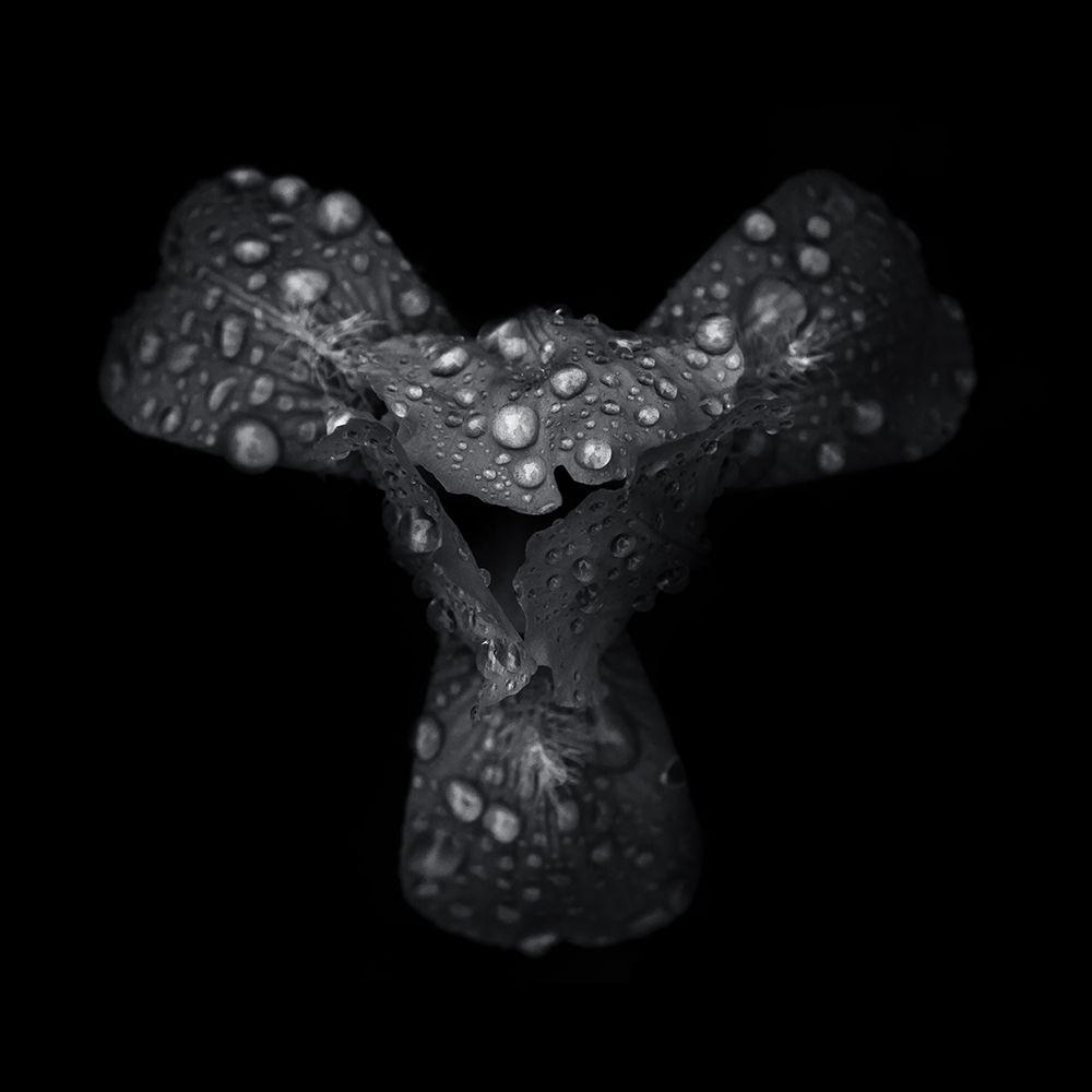 Black And White Petals art print by Brian Carson for $57.95 CAD