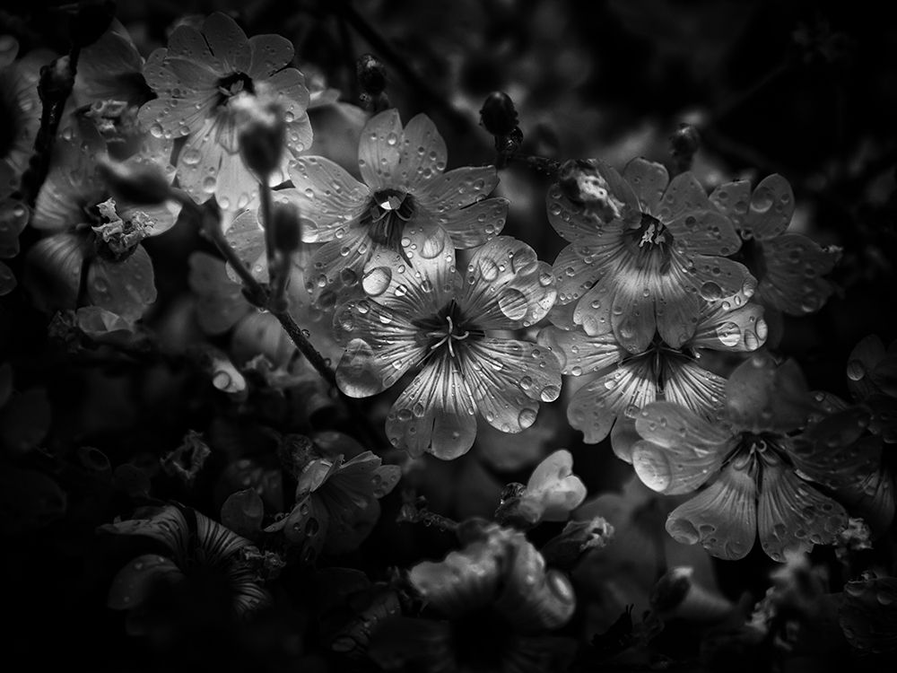 Black And White Petunia art print by Brian Carson for $57.95 CAD