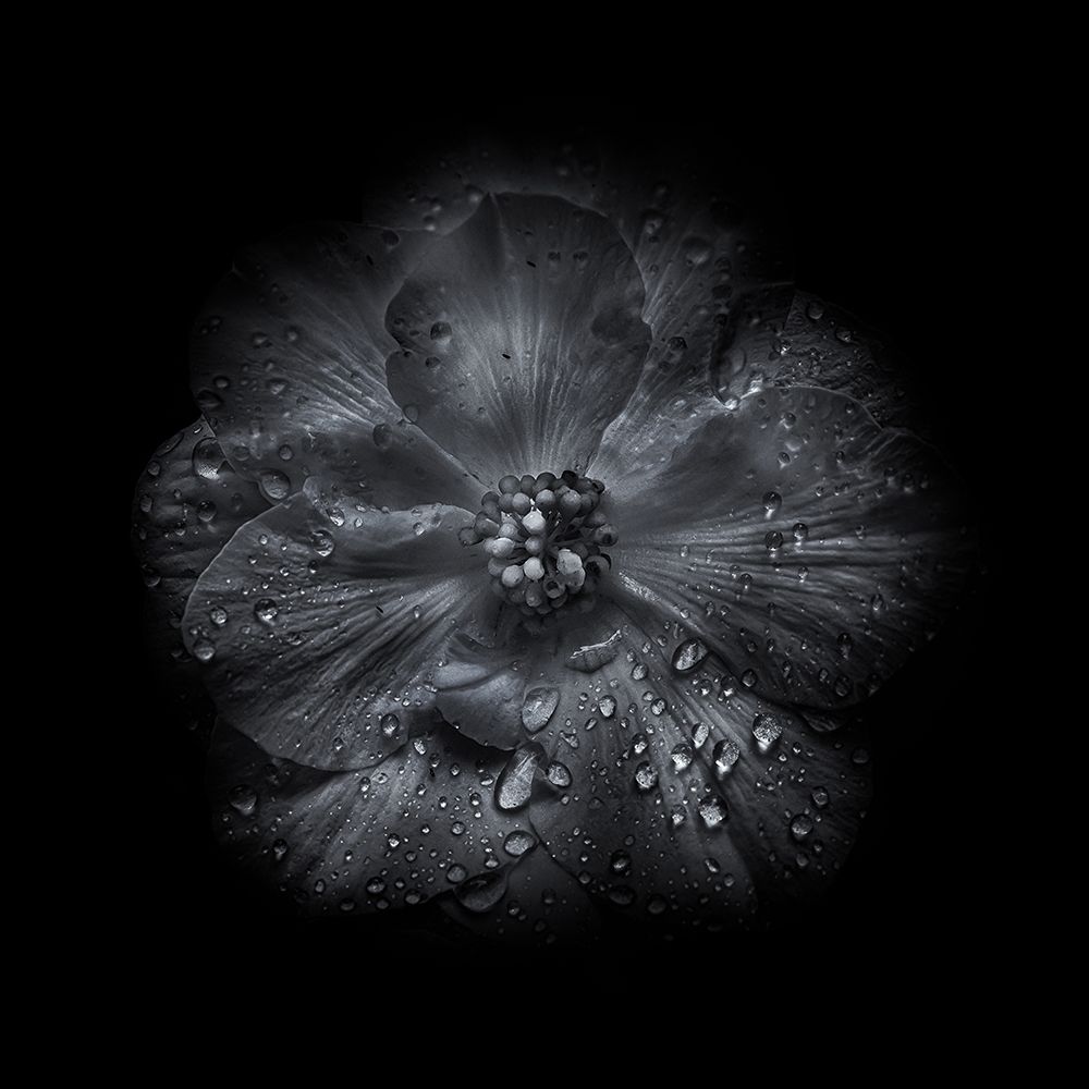 Black And White Petunia III art print by Brian Carson for $57.95 CAD