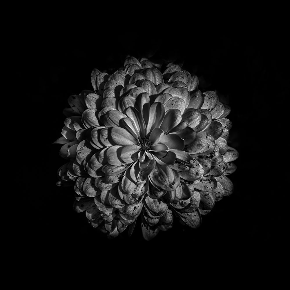 Black And White Zinnia III art print by Brian Carson for $57.95 CAD