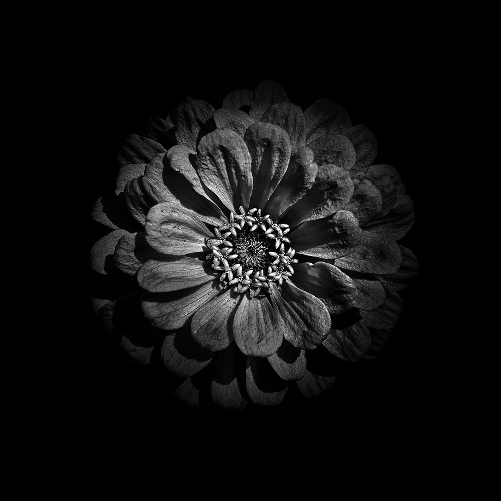 Black And White Zinnia V art print by Brian Carson for $57.95 CAD