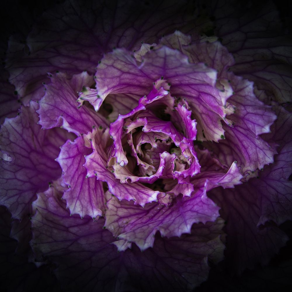 Flowering Cabbage art print by Brian Carson for $57.95 CAD