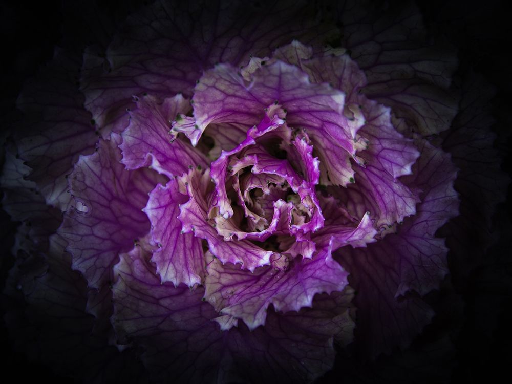 Flowering Cabbage II art print by Brian Carson for $57.95 CAD