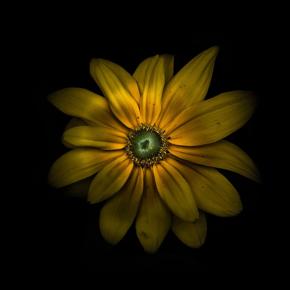 Green Center Daisy art print by Brian Carson for $57.95 CAD