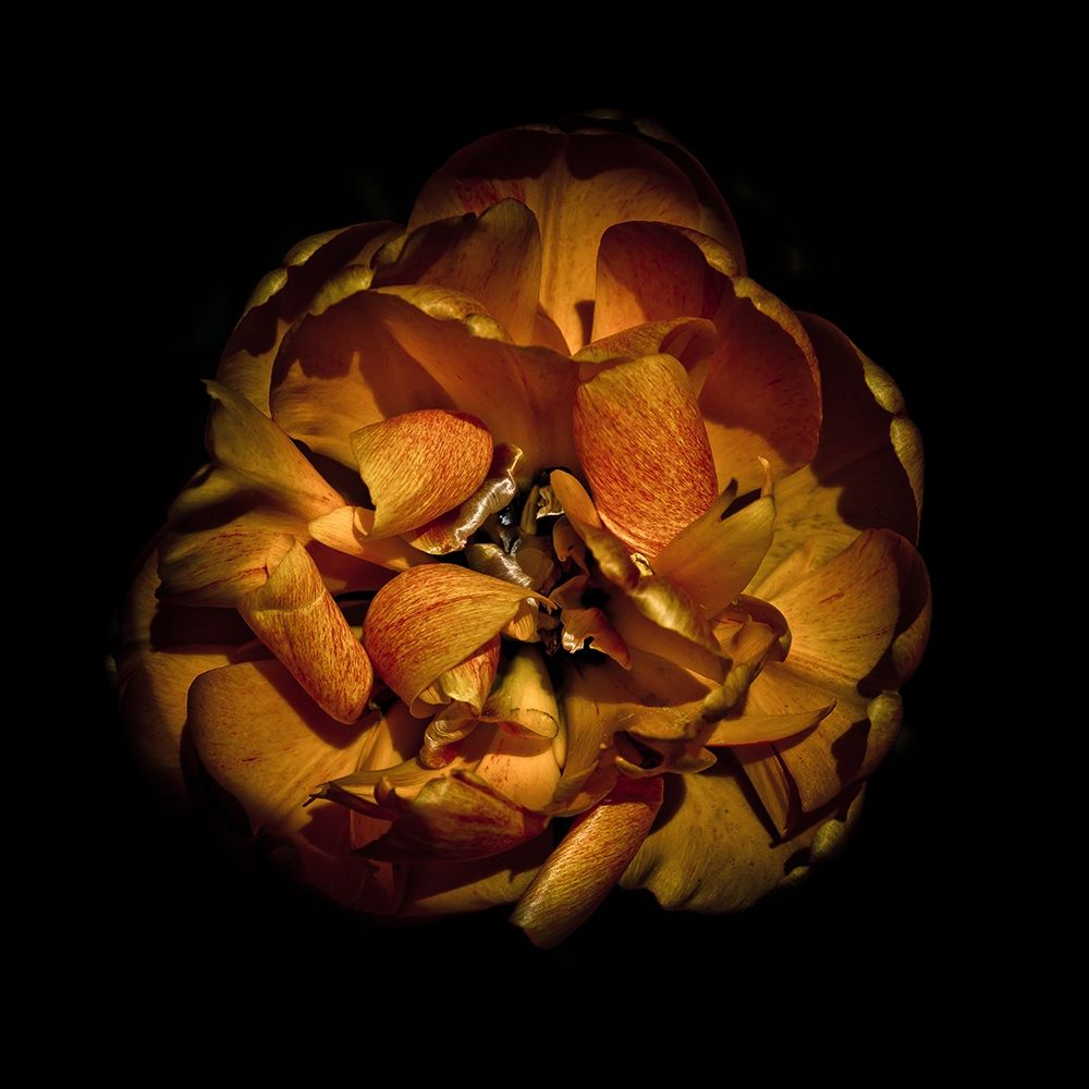 Orange Peony art print by Brian Carson for $57.95 CAD