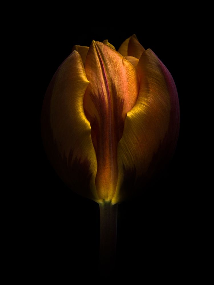Orange Tulip art print by Brian Carson for $57.95 CAD