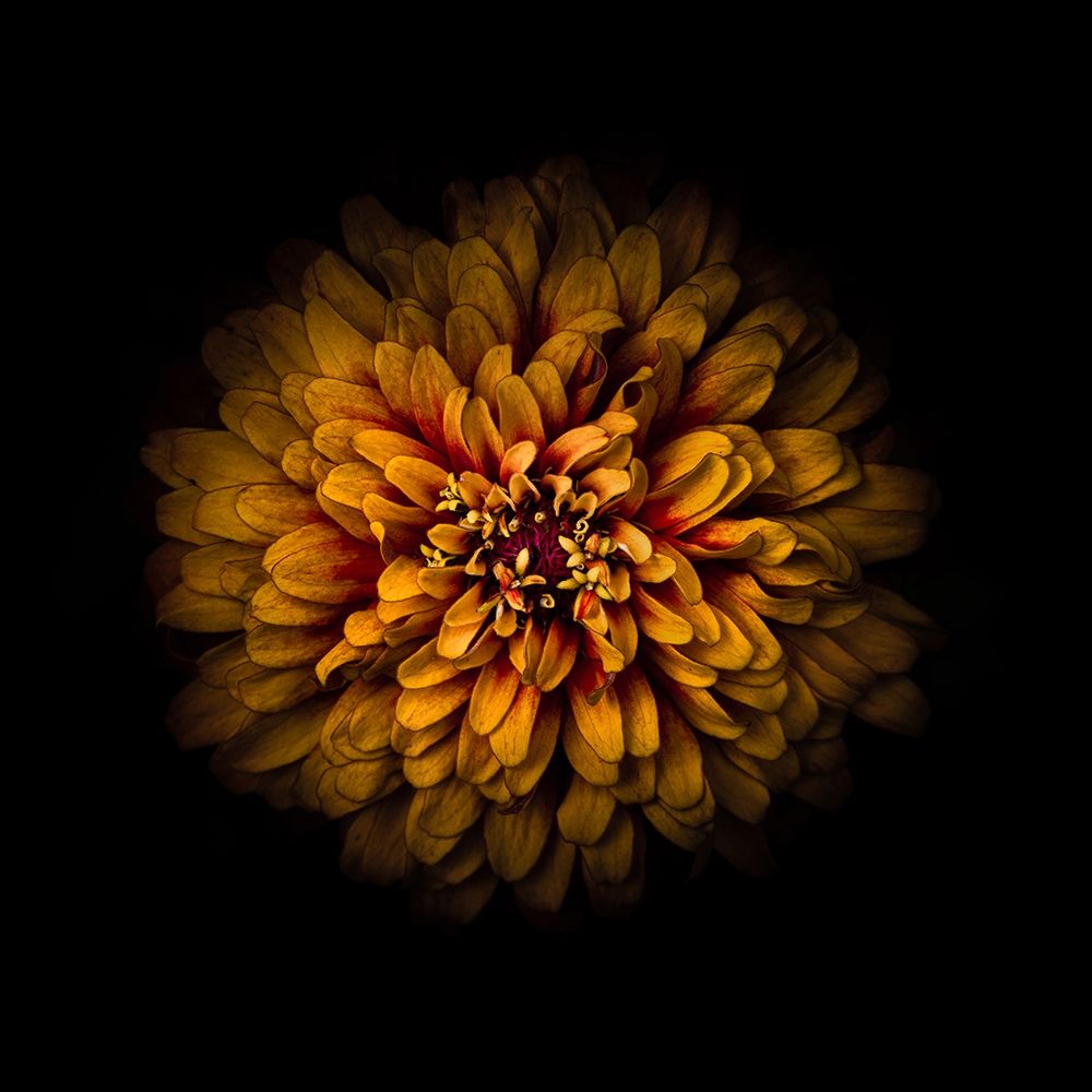 Orange Zinnia art print by Brian Carson for $57.95 CAD