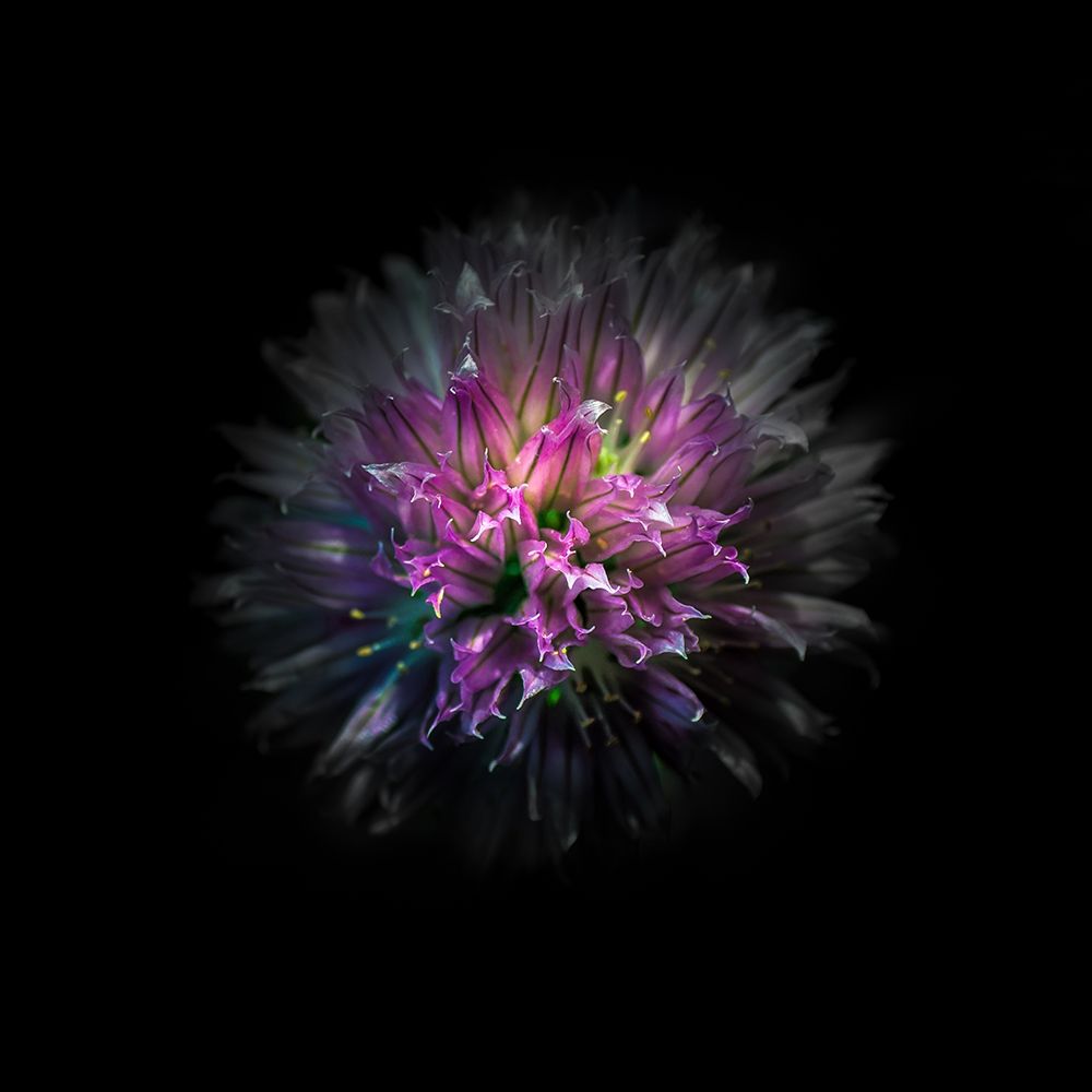 Pink Clover Flower art print by Brian Carson for $57.95 CAD