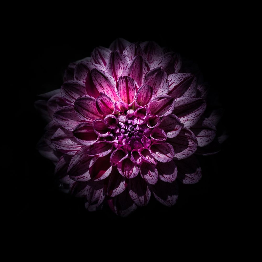 Purple Dahlia art print by Brian Carson for $57.95 CAD
