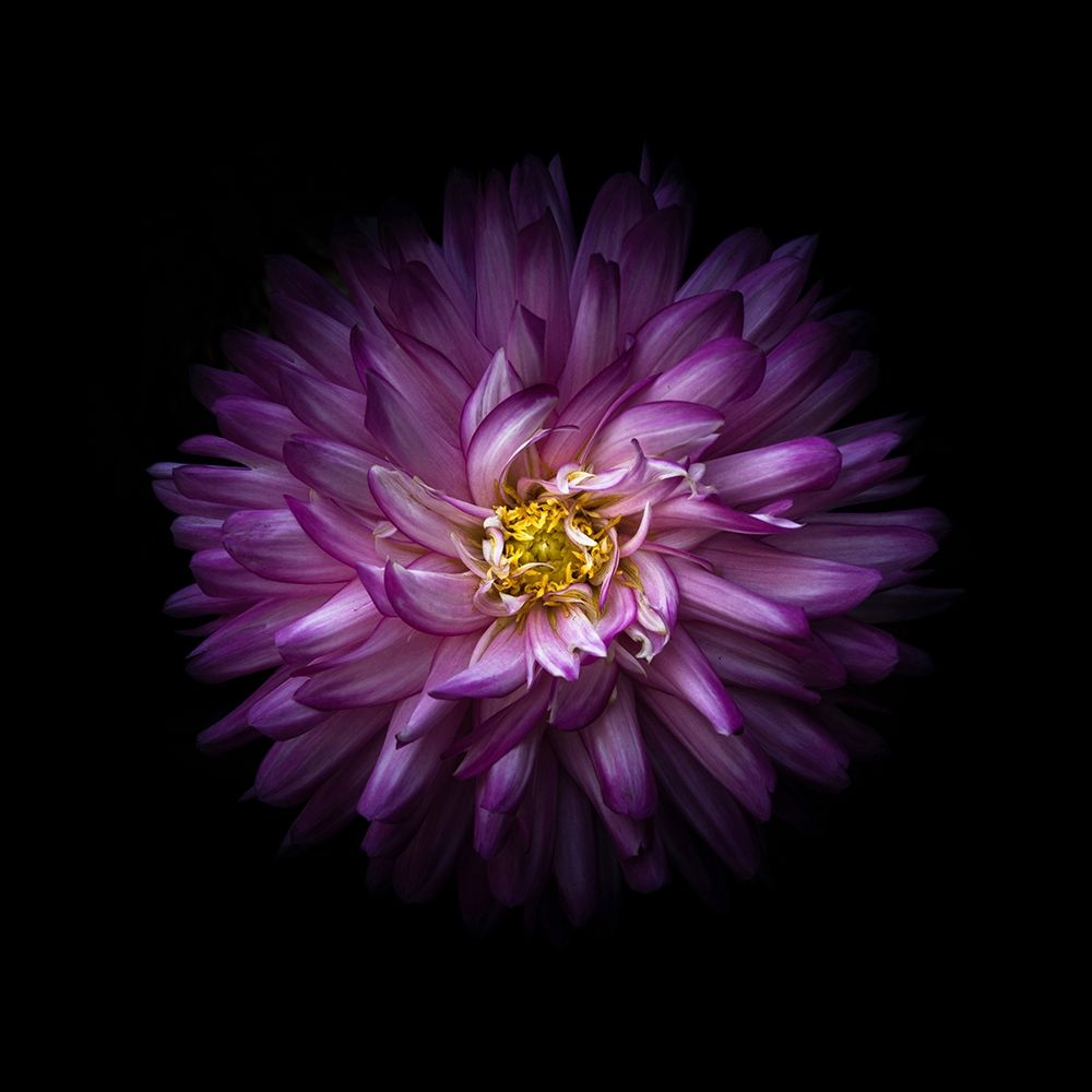 Purple Mum art print by Brian Carson for $57.95 CAD