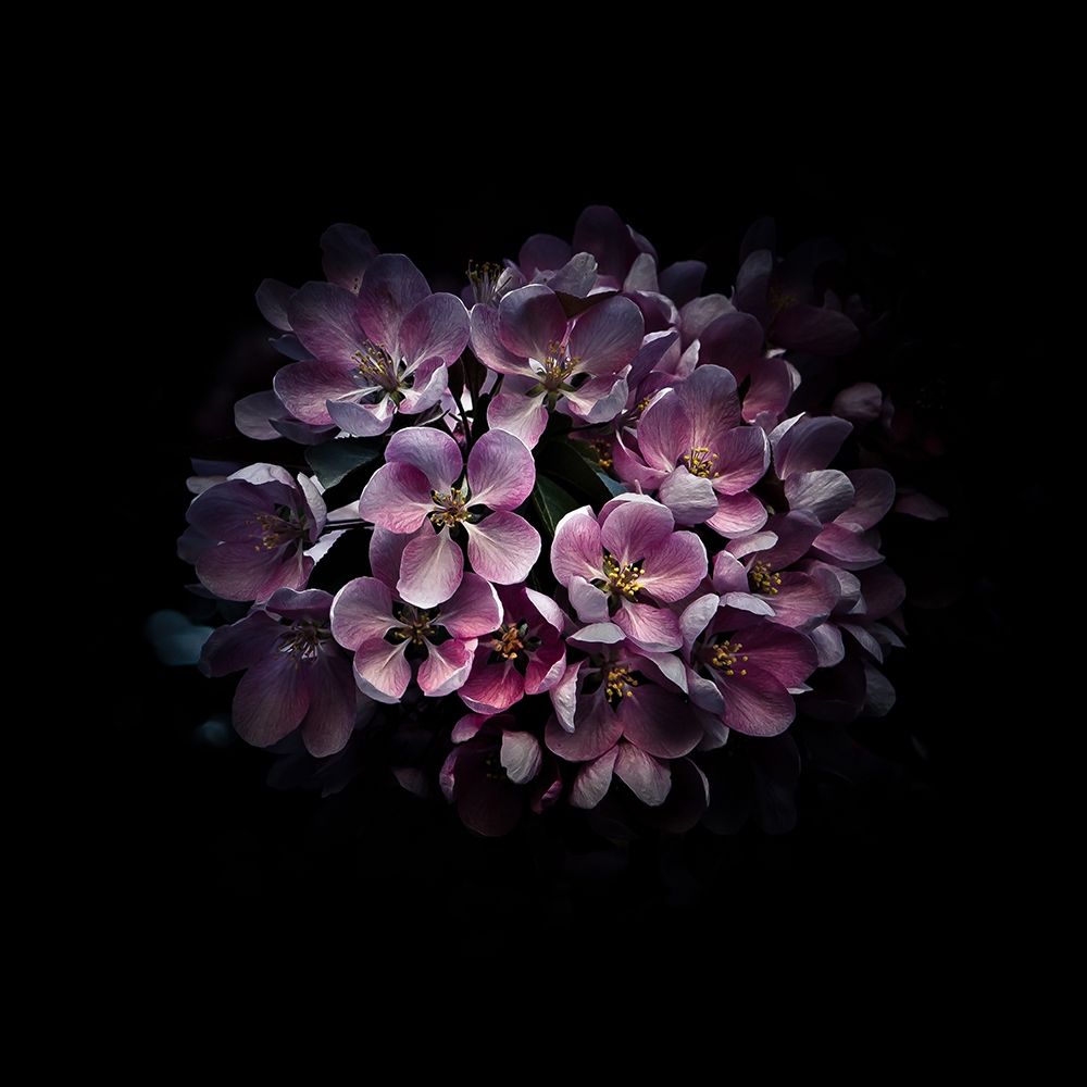 Purple Verbena art print by Brian Carson for $57.95 CAD