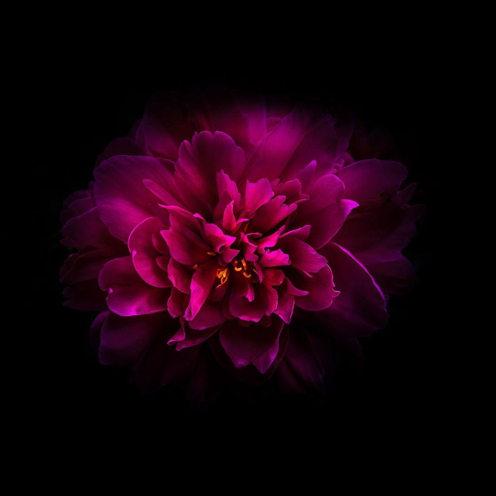 Red Peony art print by Brian Carson for $57.95 CAD