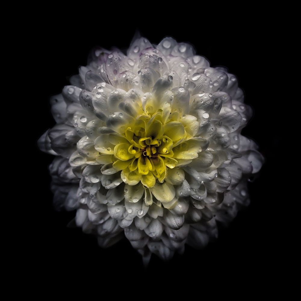 White and Yellow Mum art print by Brian Carson for $57.95 CAD