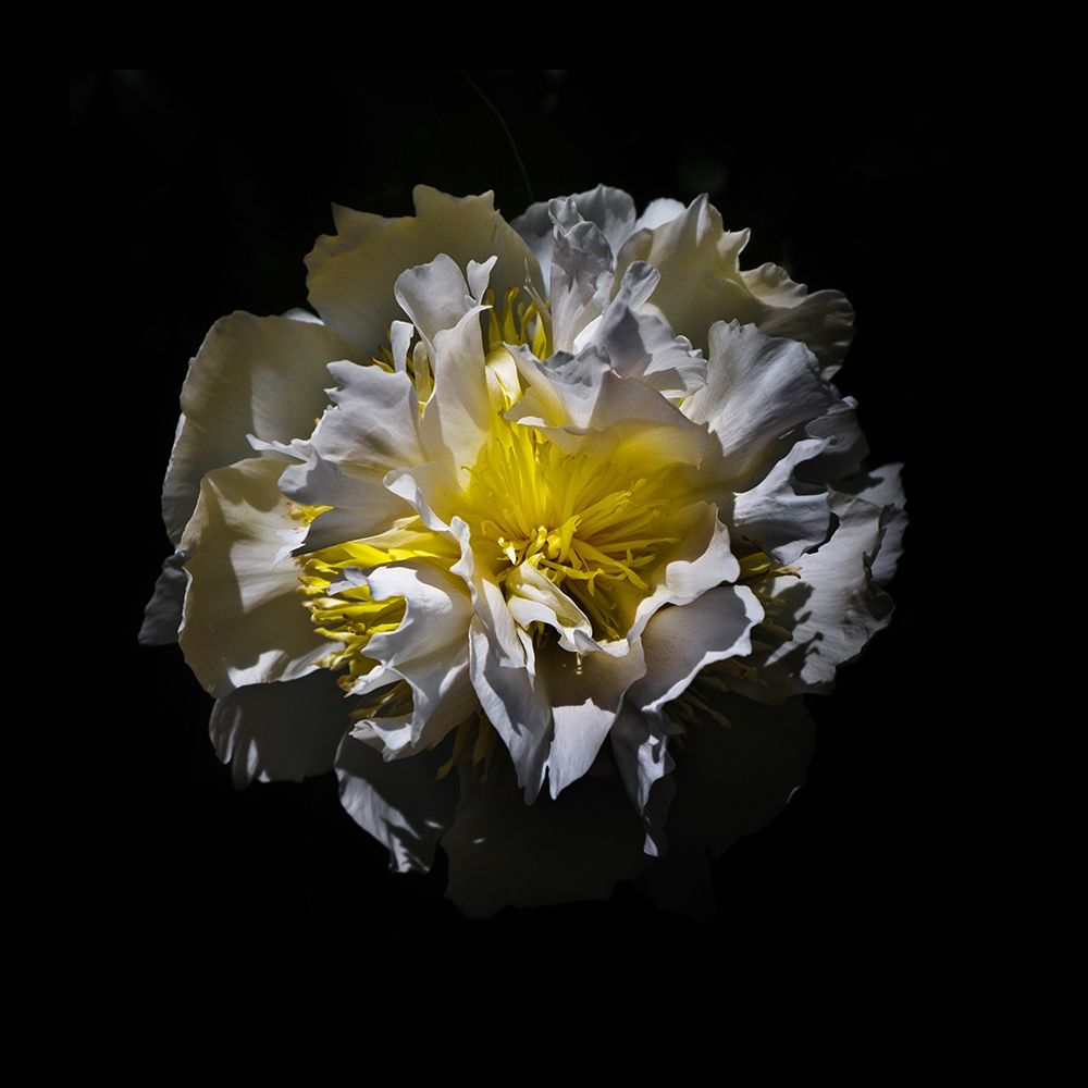 White Camelia art print by Brian Carson for $57.95 CAD