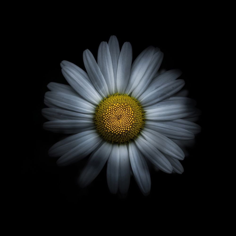 White Daisy I art print by Brian Carson for $57.95 CAD
