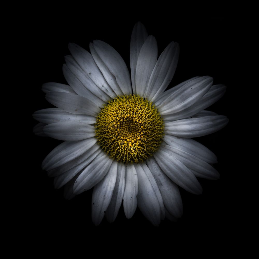 White Daisy II art print by Brian Carson for $57.95 CAD