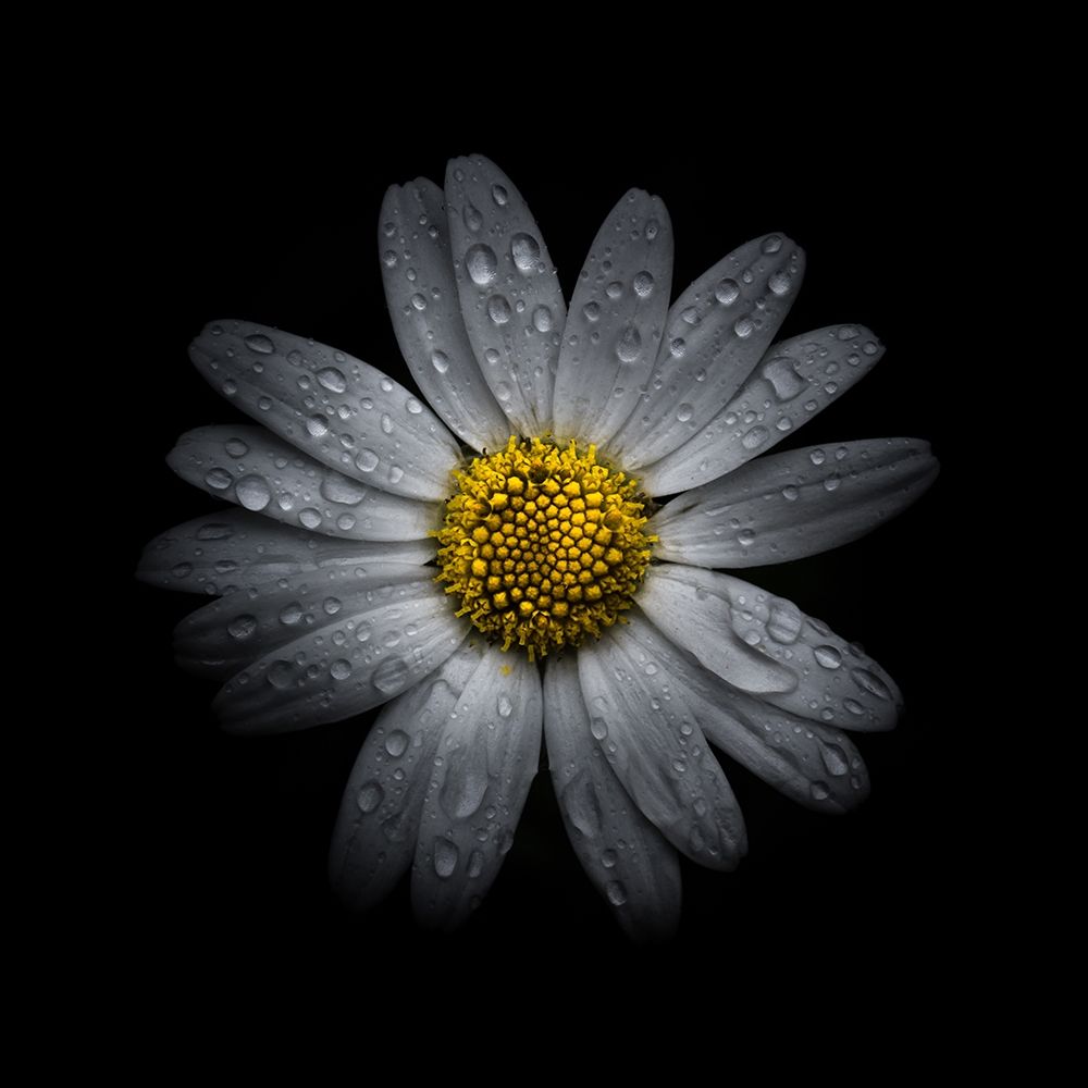 White Daisy III art print by Brian Carson for $57.95 CAD