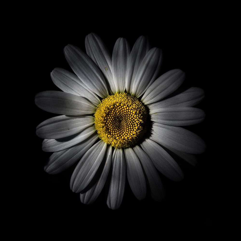 White Daisy IV art print by Brian Carson for $57.95 CAD