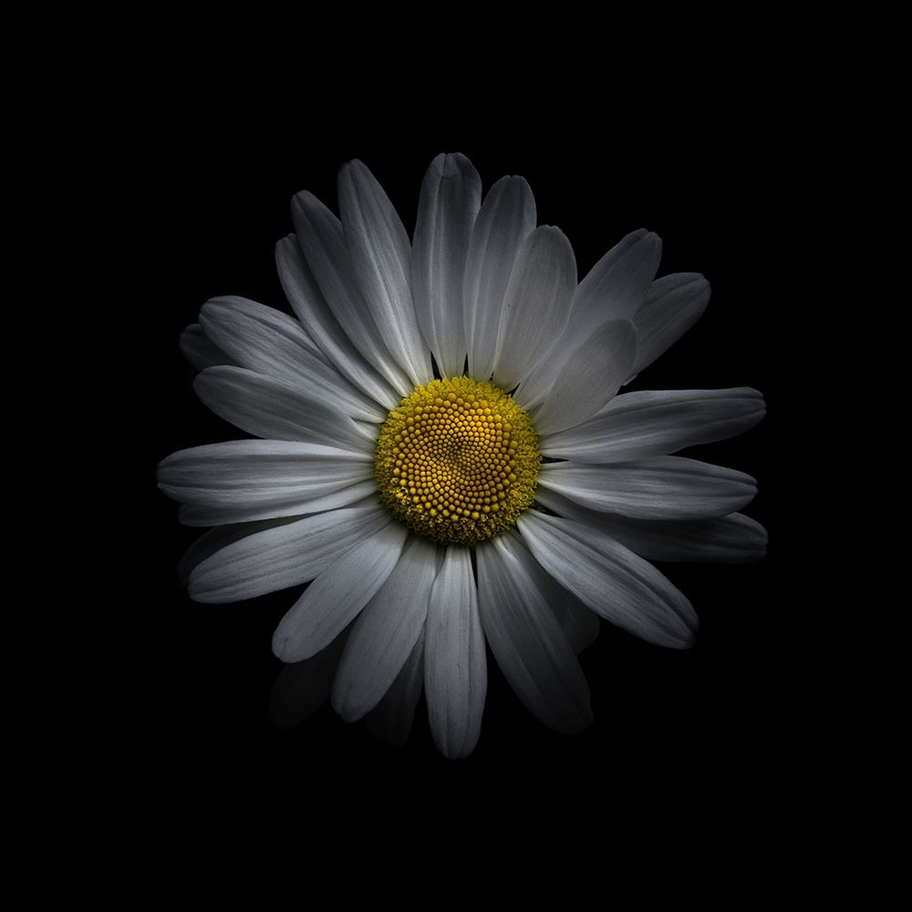 White Daisy V art print by Brian Carson for $57.95 CAD