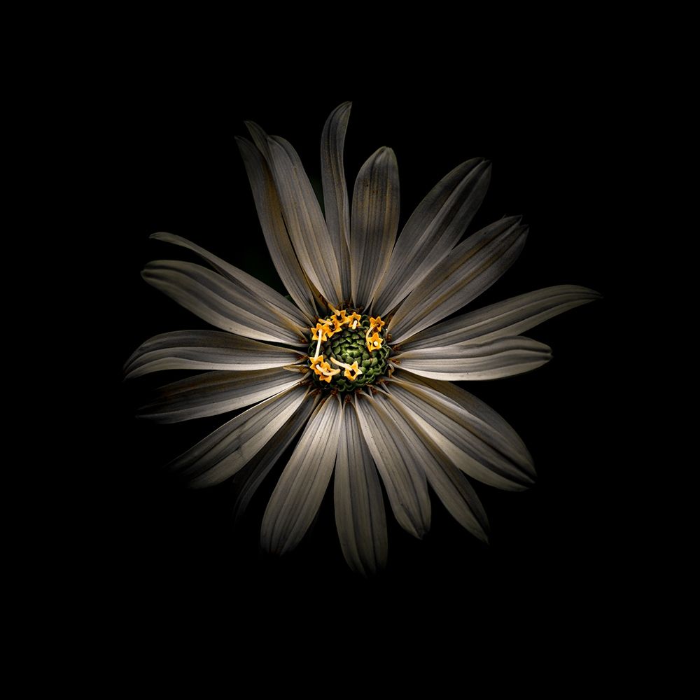 White Daisy VI art print by Brian Carson for $57.95 CAD