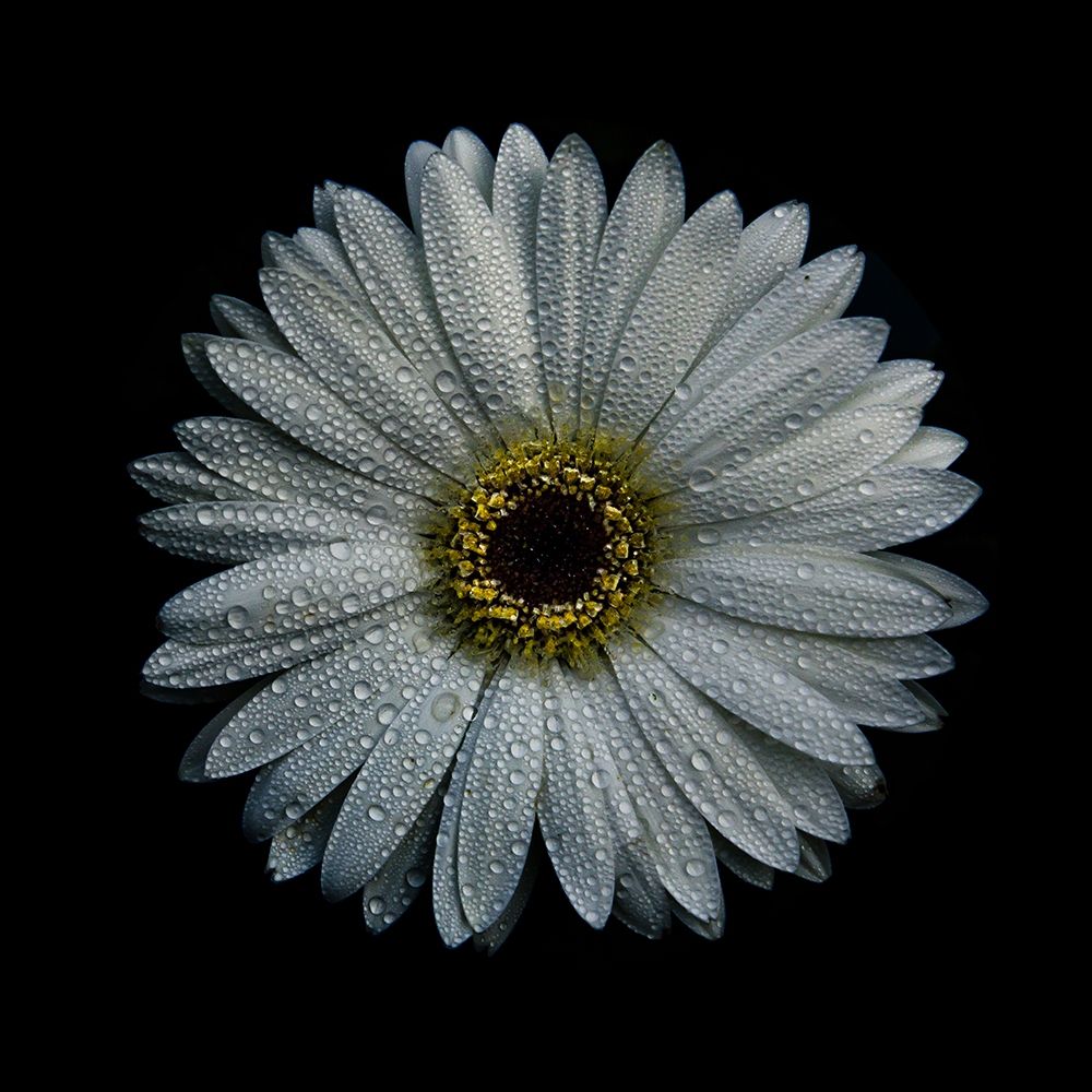 White Gerber Daisy art print by Brian Carson for $57.95 CAD