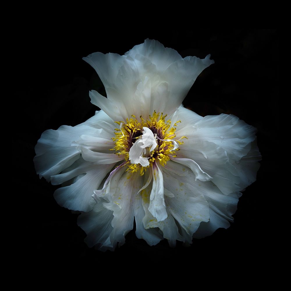 White Peony art print by Brian Carson for $57.95 CAD