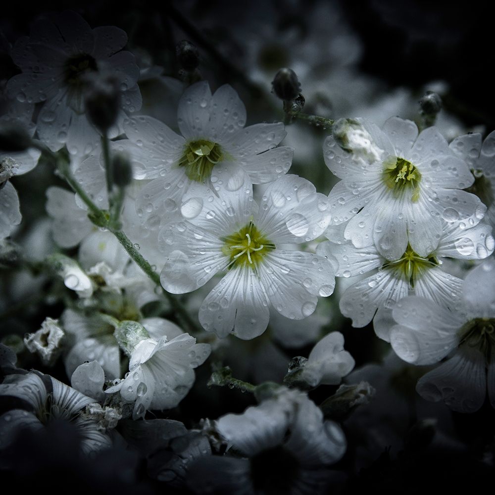 White Petunia art print by Brian Carson for $57.95 CAD