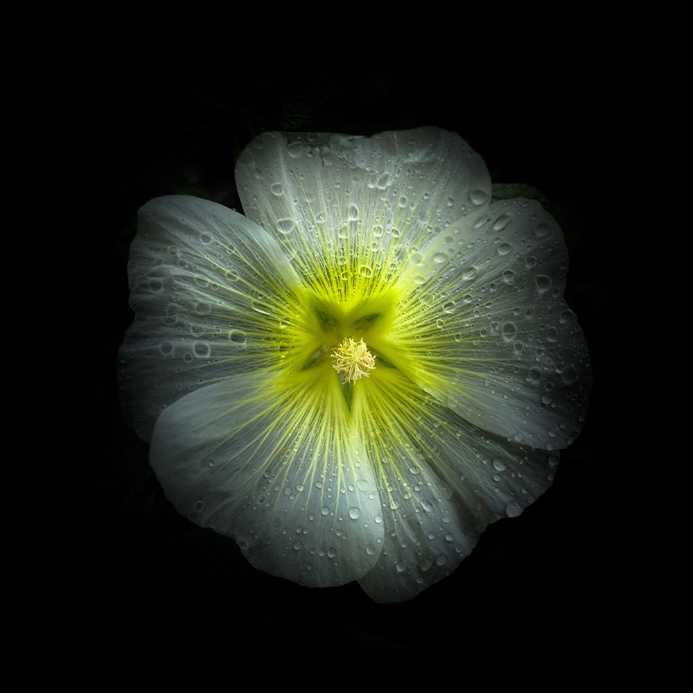 White Petunia Detail art print by Brian Carson for $57.95 CAD