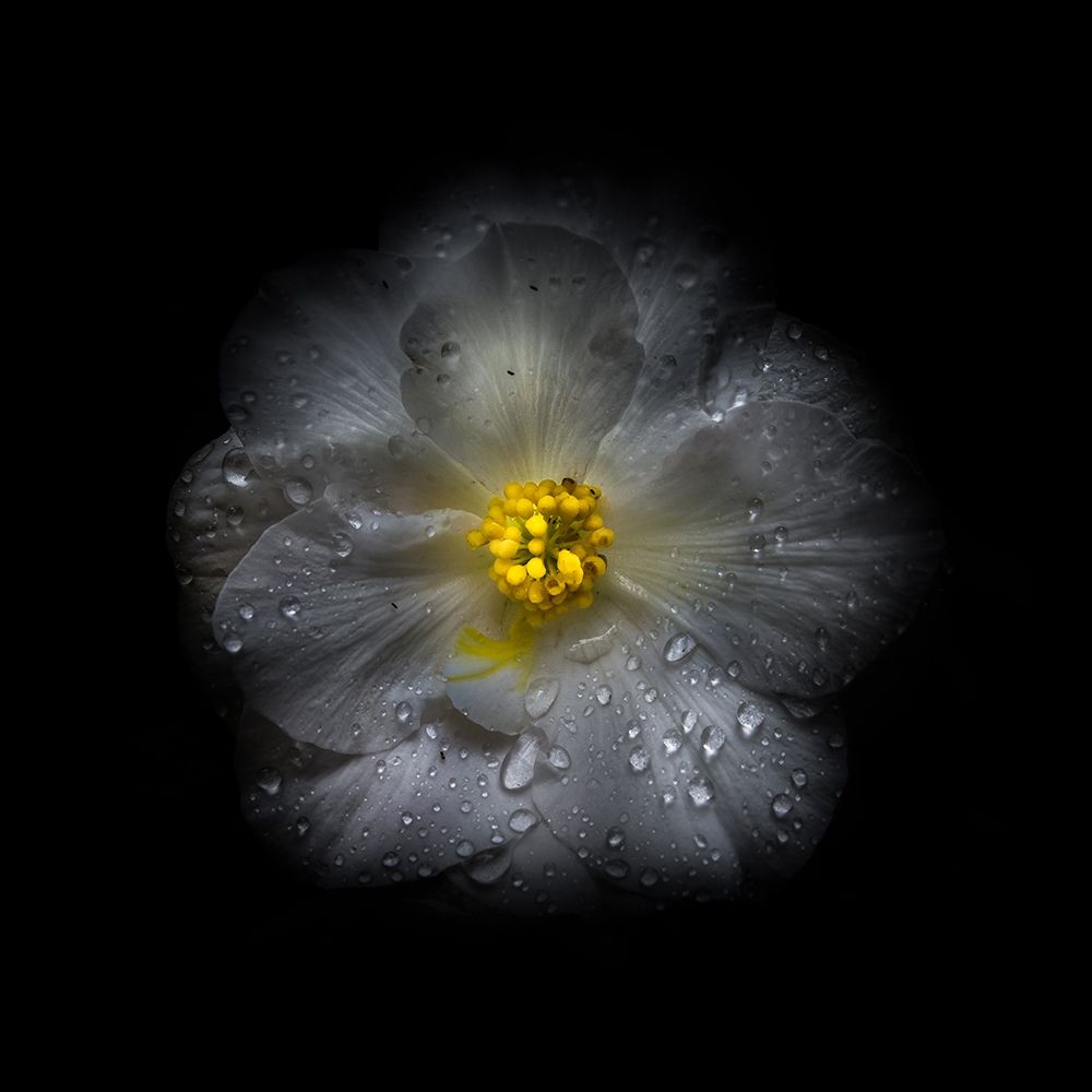 White Petunia Detail II art print by Brian Carson for $57.95 CAD