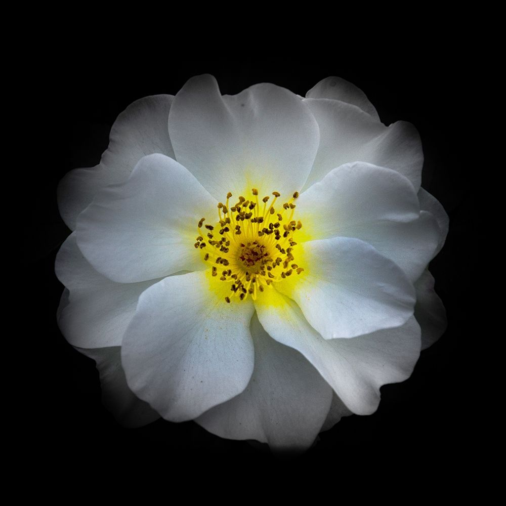 White Primrose art print by Brian Carson for $57.95 CAD